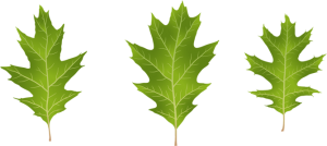 illustration of leaves