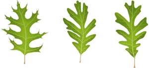 illustration of maple leaves