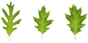 illustration of leaves