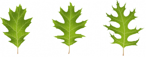 illustration of leaves