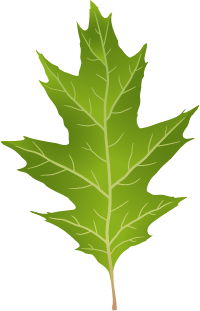 illustraton of a maple leaf
