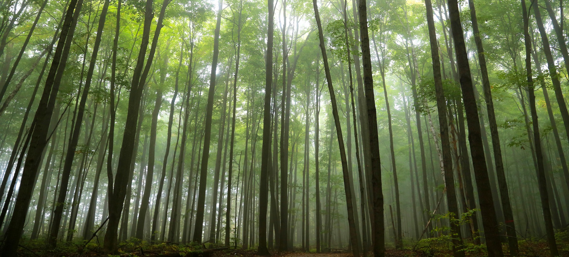forest area in Oak Ridges Conservation Reserve
